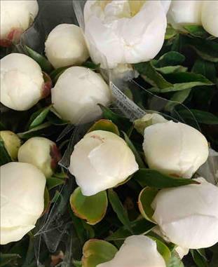 PEONIA BLANCA DUCHESE DE NEMOURS 50               
