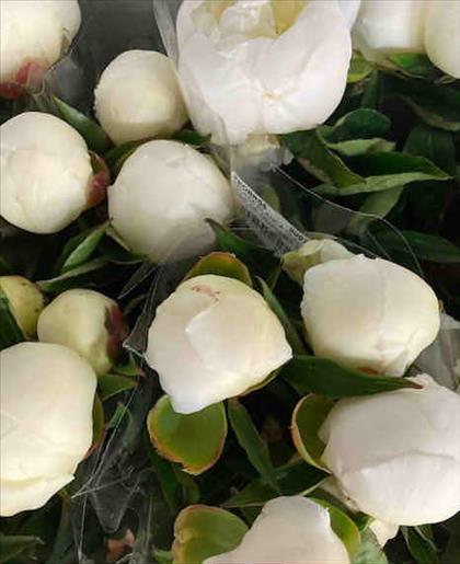 PEONIA BLANCA DUCHESE DE NEMOURS 50               